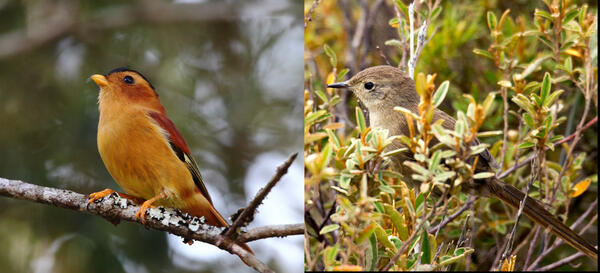 O caneleirinho-de-chapéu-preto (Piprites pileata) e a garrincha-chorona (Asthenes moreirae)