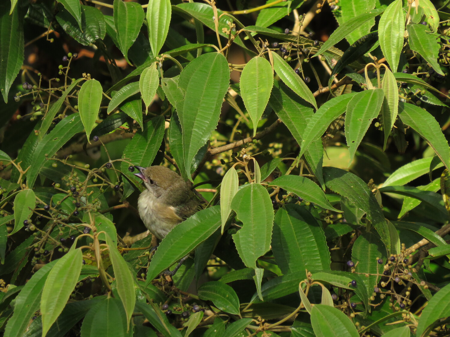 Saíra-amarela (Stilpnia cayana) se alimentando de frutos de um arbusto de Melastomataceae.