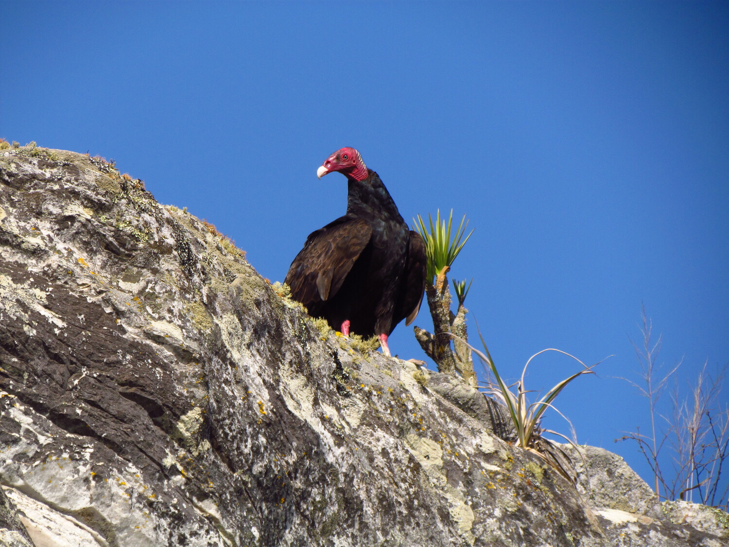 Urubu-de-cabeça-vermelha (Cathartes aura).